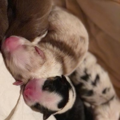 Photo portée Oracle