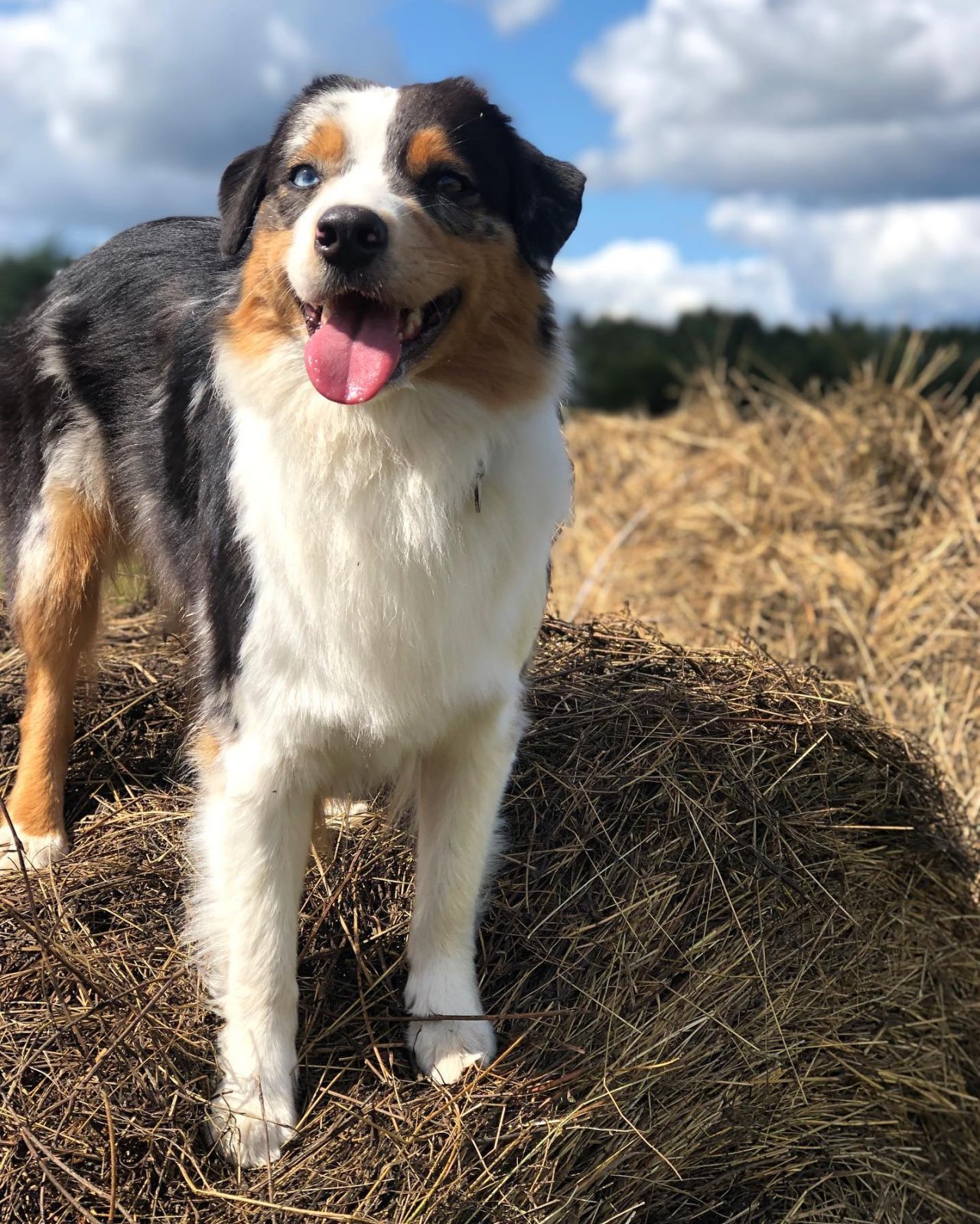 Mâle reproducteur Waly