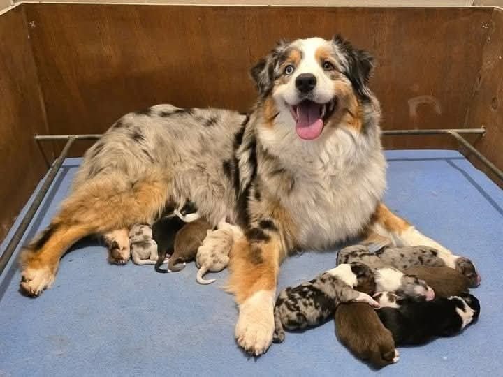 Femelle reproductrice Maya