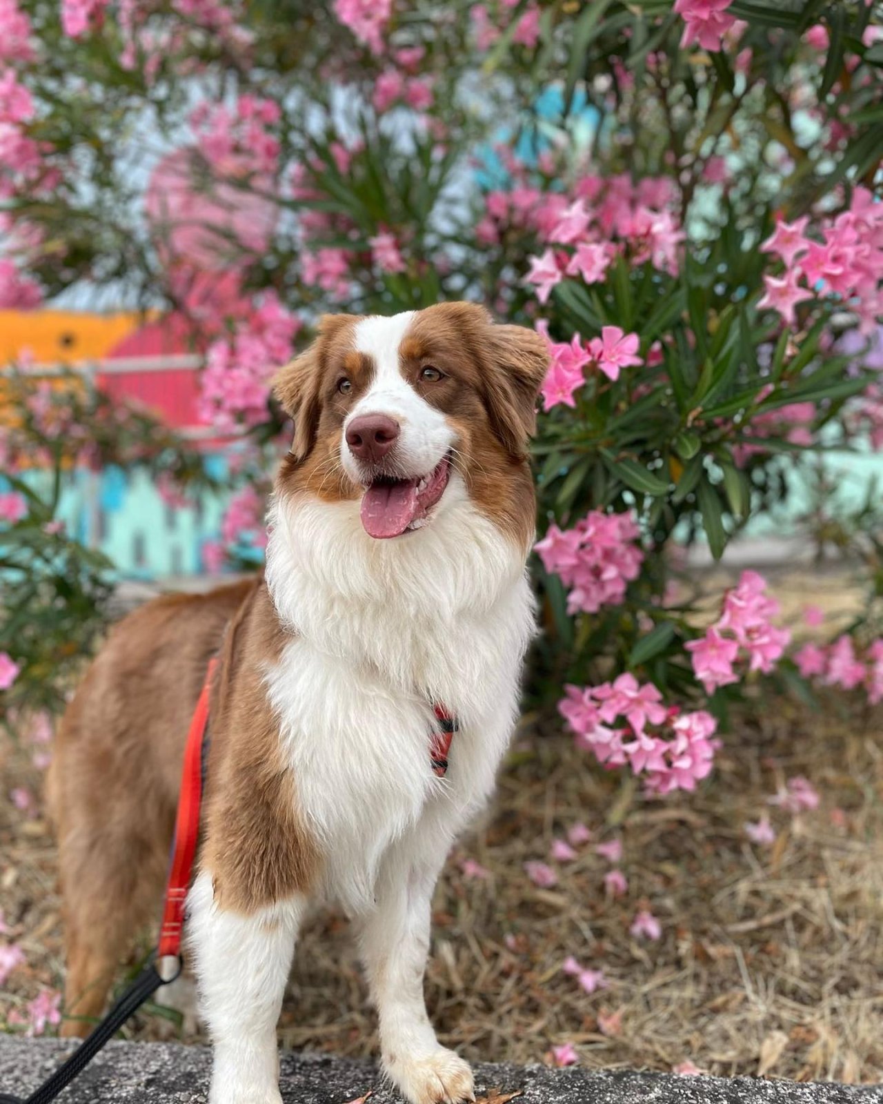 Femelle reproductrice Lola